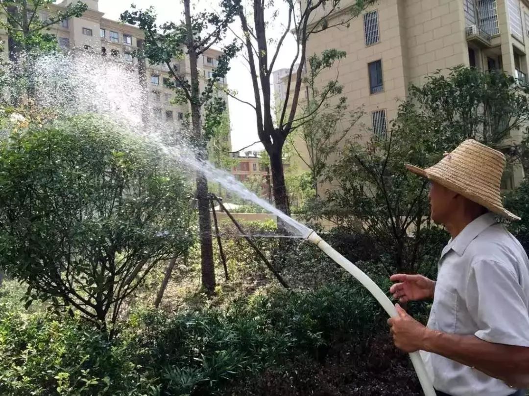 这才是夏季苗木浇水的正确姿势