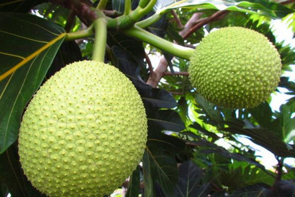 全球罕见的六种水果你见过几种