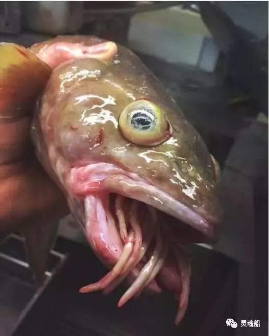 深海里的怪鱼图片