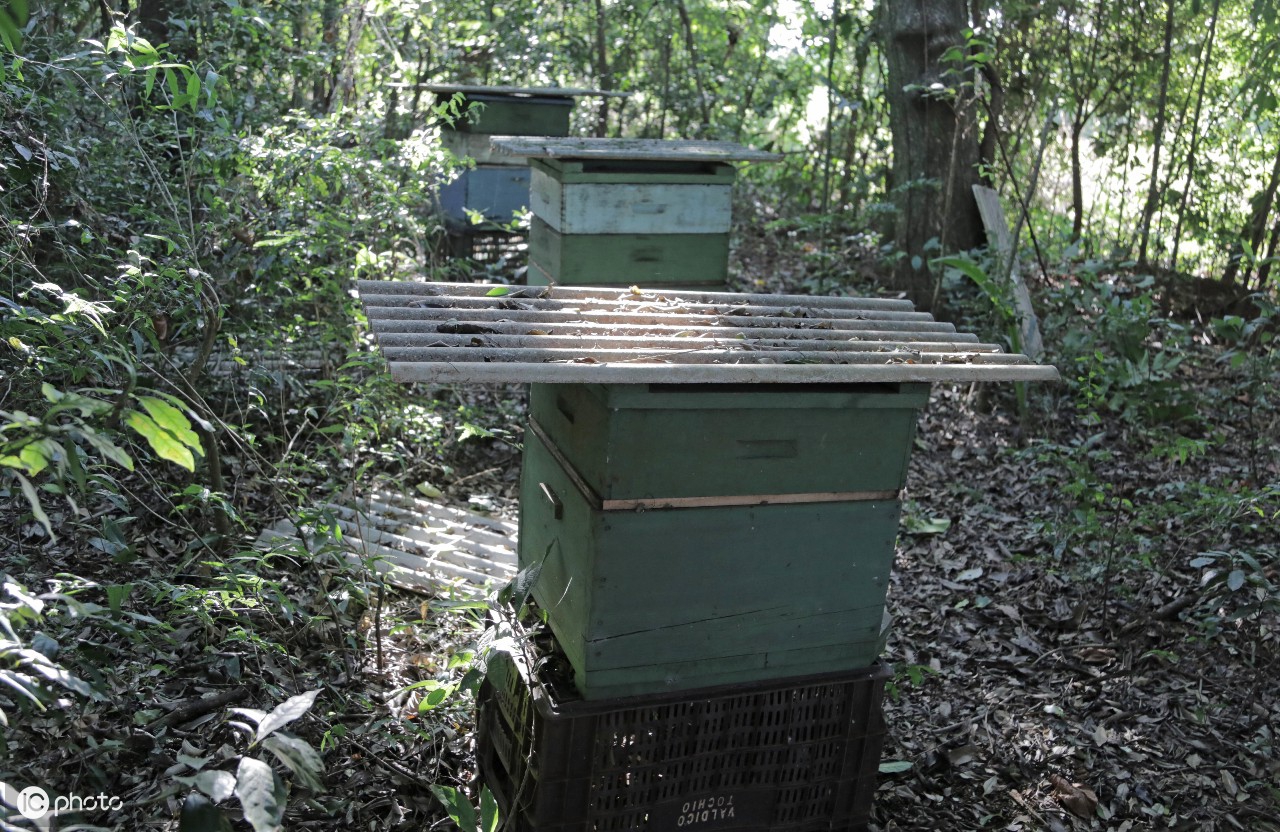 文誠蜂蜜|蜂蜜生產流程