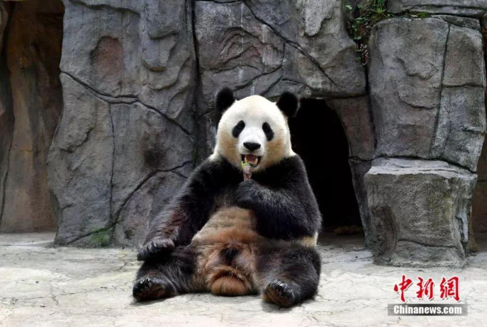 海归大熊猫回四川后生活如何?