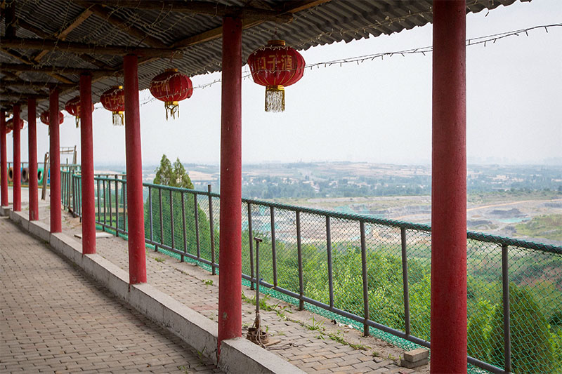 河南安阳:凤凰岗800年树王,日本鬼子大锯锯不断