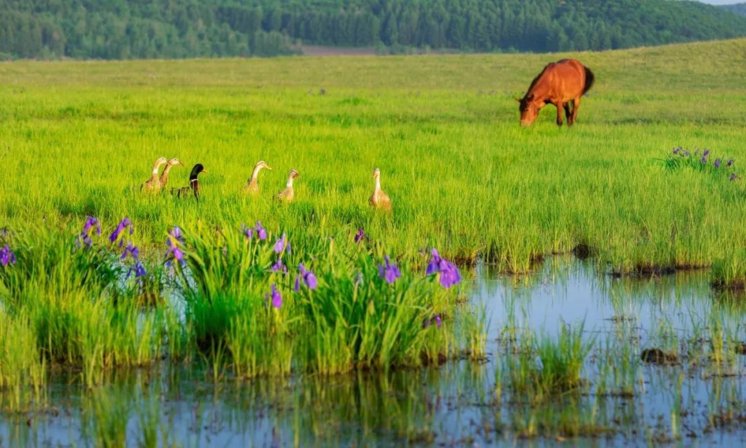 长白山森工集团大石头亚光湖国家湿地斩获三项殊荣
