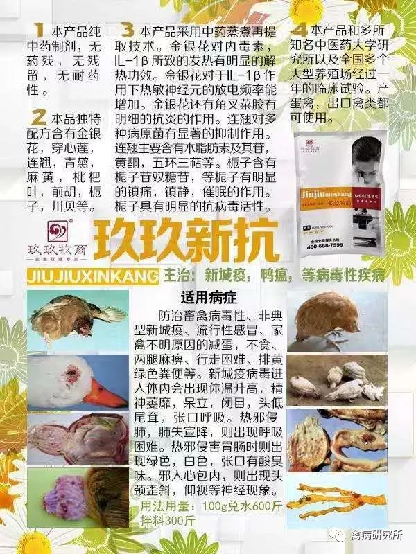 鹅副粘病毒是养鹅的又一危害极大的病毒病现在也是高发期一般都会出现