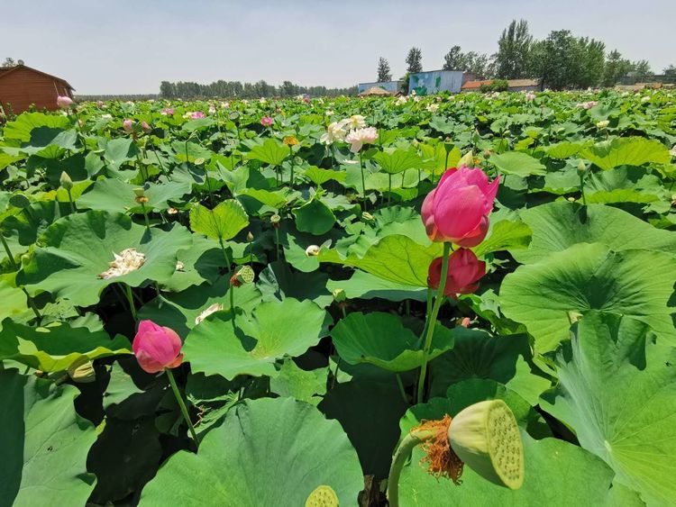 河南芝麻小镇特色景点图片