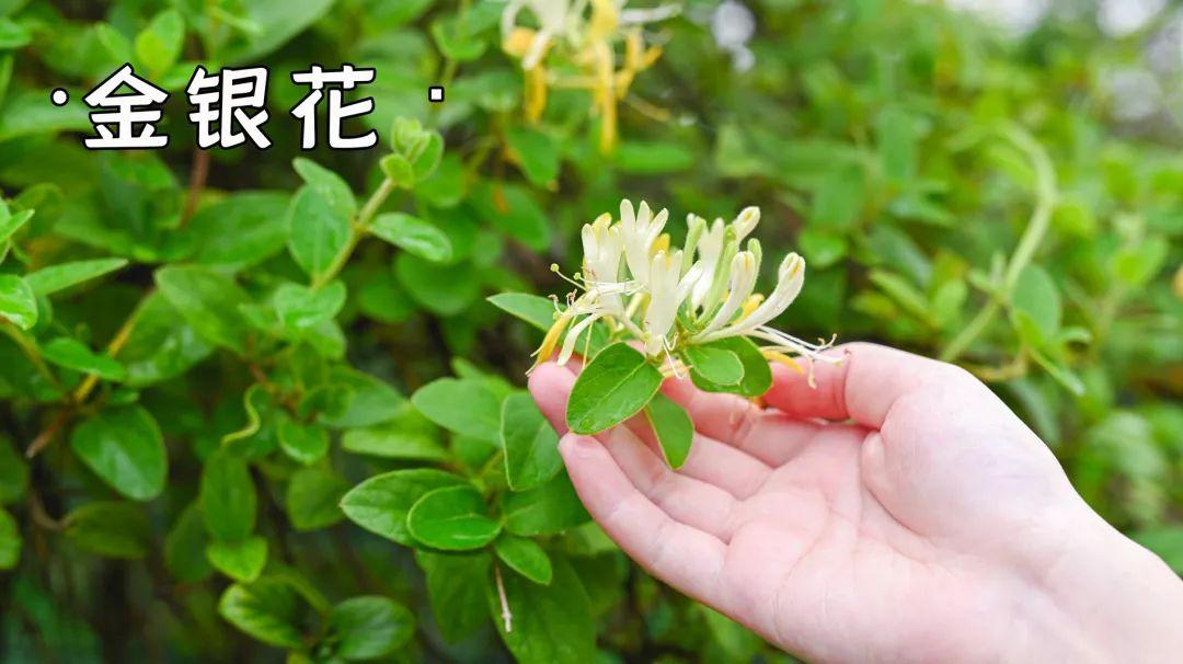 四季金银花树怎么种植的图片