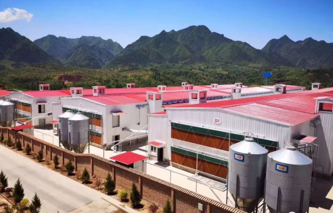 全国百万级蛋鸡场一下子上了这么多!鸡蛋和活禽市场受何影响?