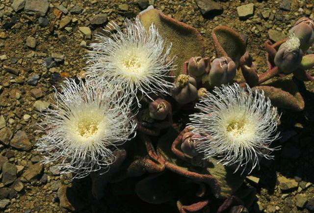 农村这野花叫冰叶日中花对于高血压有帮助遇见可以采摘点