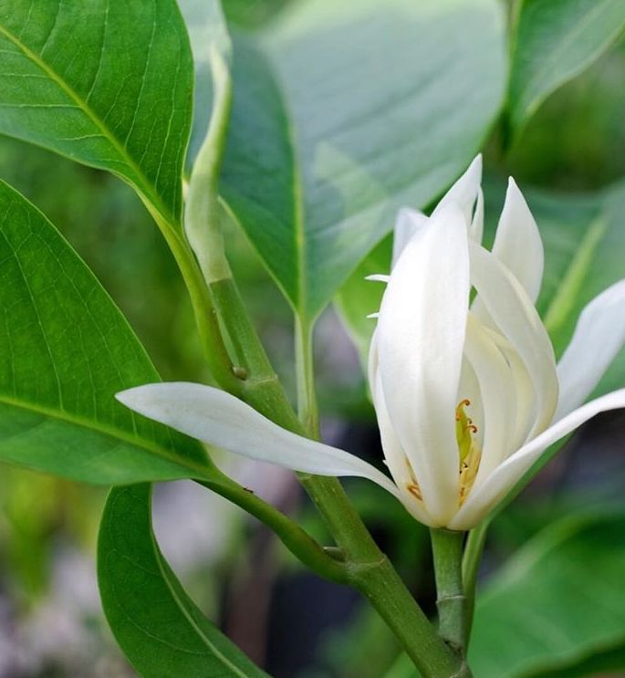 江南雨季的"夏日三白",是富察容音那样的白月光啊