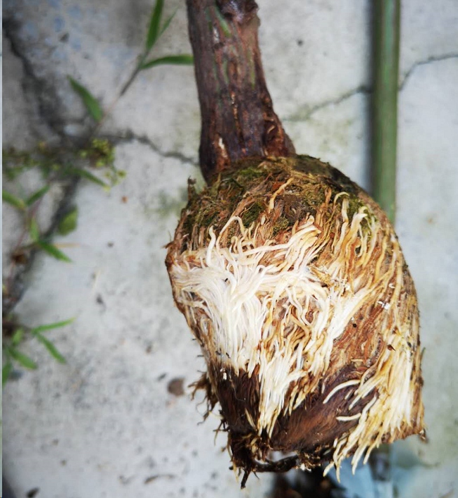 蓝妖:月季笋芽被虫啃了怎么办?划一刀包点泥,一个月后变身月季大苗!_