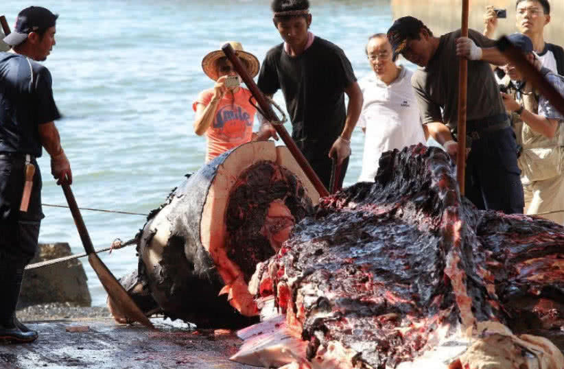 日本人不喜欢吃鲸鱼肉为什么每年花重金捕杀鲸鱼今天总算知道