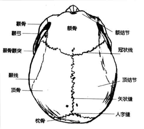 颅骨矢状缝图片