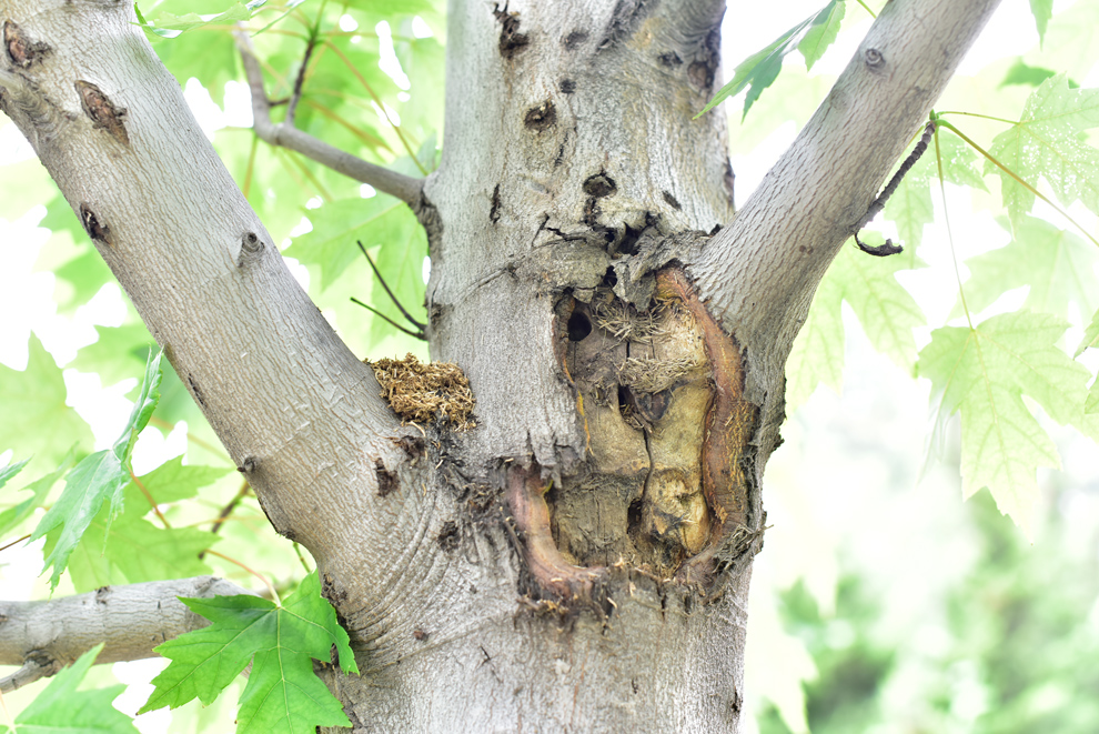红枫天牛蛀干害虫防治破解苗圃地红枫天牛难防治的技术问题红枫养护