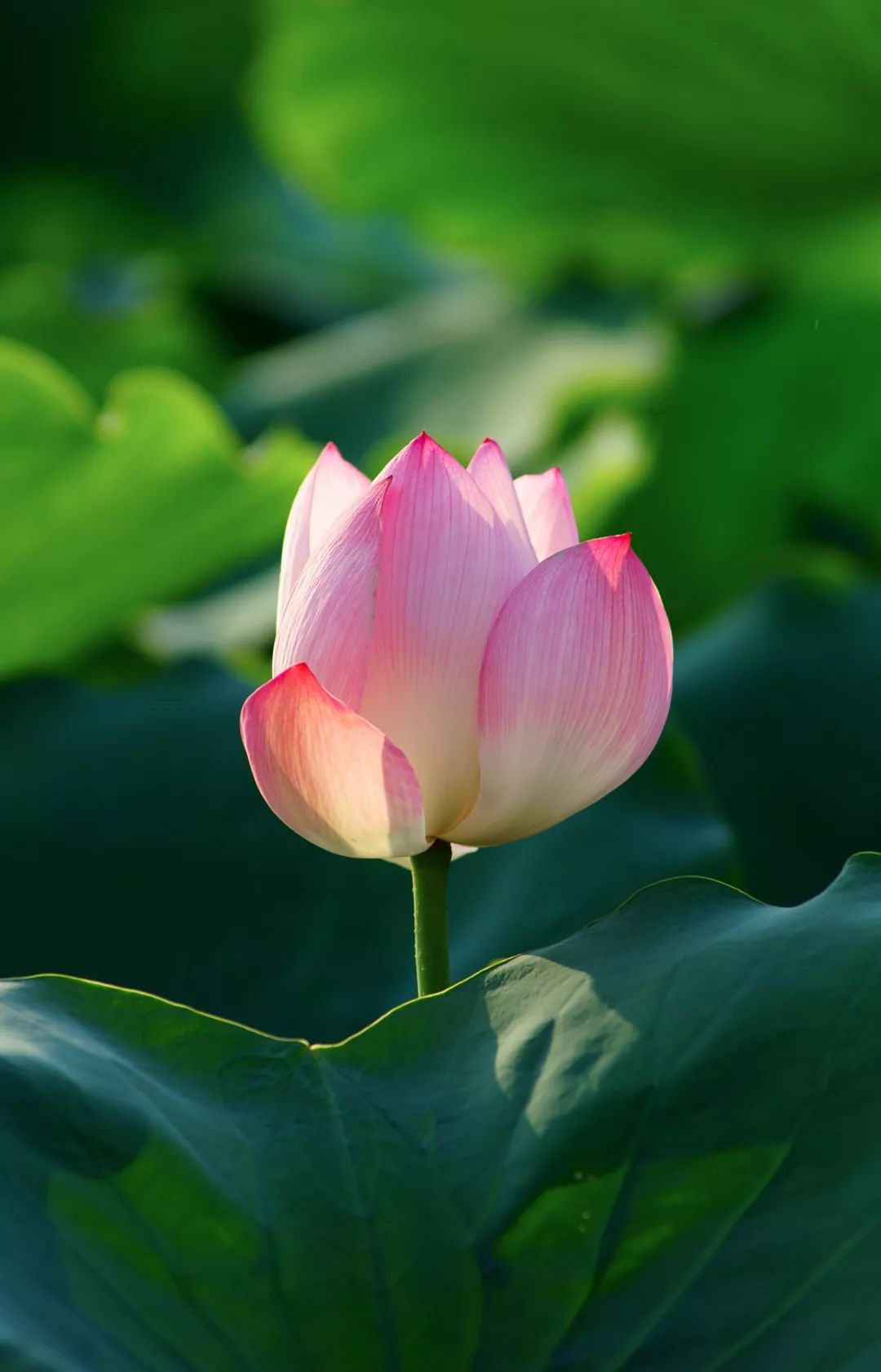 横沥这里的荷花将惊艳整个夏天美到手机内存都快不够了