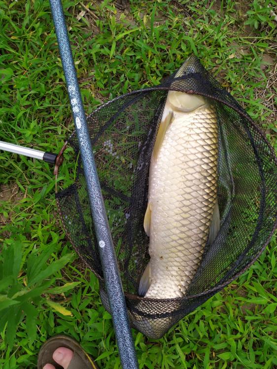 原创投稿 千扬万拔还坚劲,任尔青草鲤鲢鳙