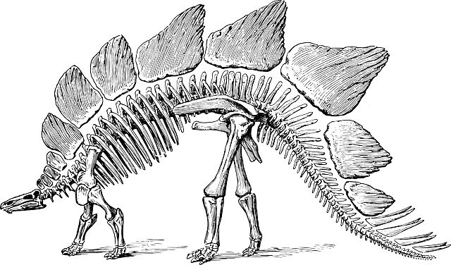 小亚说:这个恐龙可真高呀!它的骨头应该很长吧!