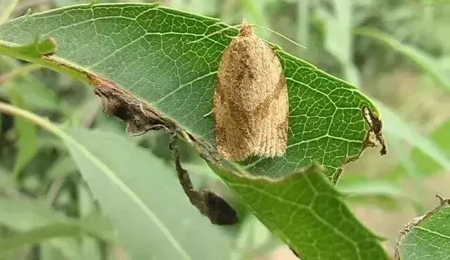 【果断收藏】苹果树27种病虫害防治"参考书",高清图谱 绝招!