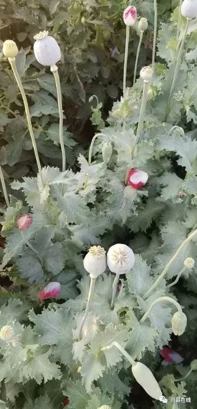 吕梁2村民在菜园子种植罂粟毒品被拘留