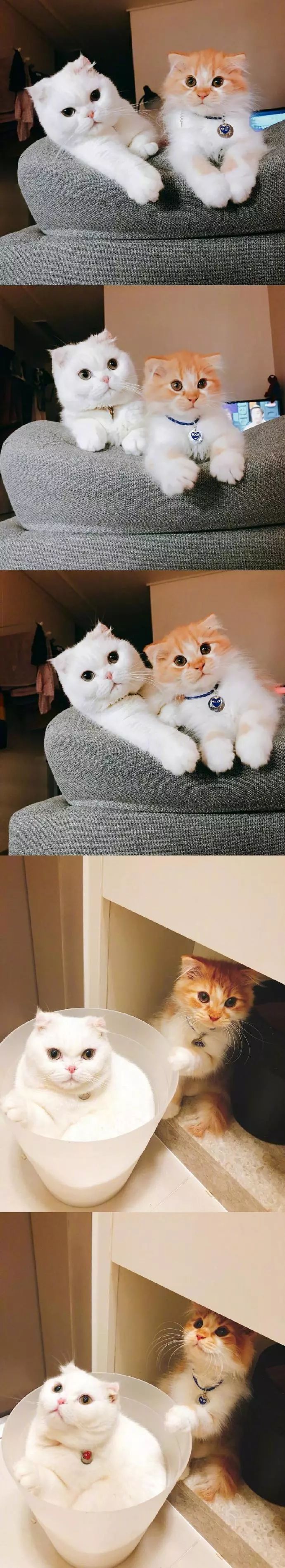 日常在线吸猫