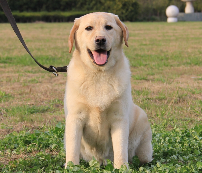 拉布拉多犬聪明可爱你知道吗它们最想得到的东西是这些