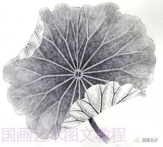 荷叶的画法素描图片