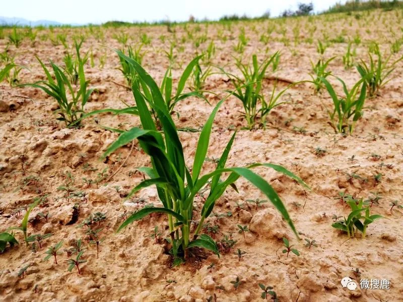 公益桑干溯源公益善行活动系列报道之三十五寻找那即将消失的村庄