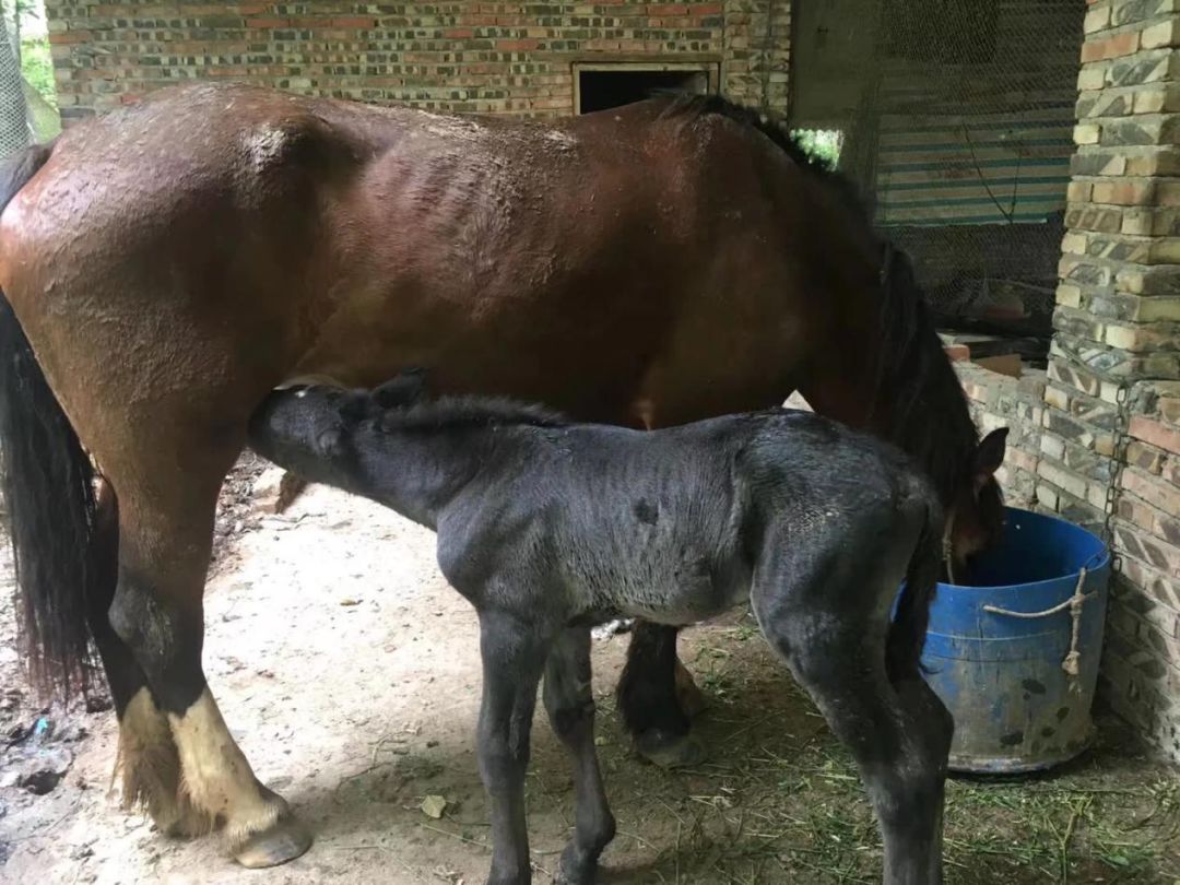 看格桑花 小溪流水 果蔬採摘 隨便在花海一拍 就是大片呈現 摘葡萄