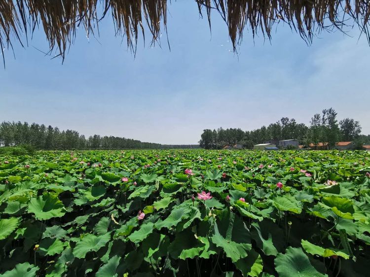 平舆县芝麻小镇景点图片