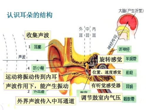 听觉的重要性 _时候