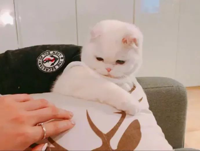 日常在线吸猫