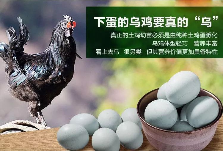散养绿壳乌鸡蛋 | 鸡蛋餐餐见,营养每一天