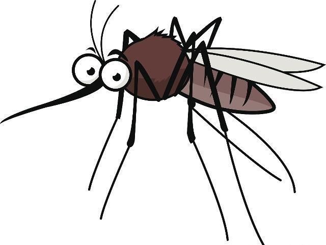 蚊子的外形怎么写图片