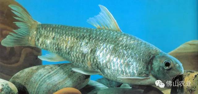 嘉鱼是西江三水河段的驰名特产,其名字的由来有一段典故.