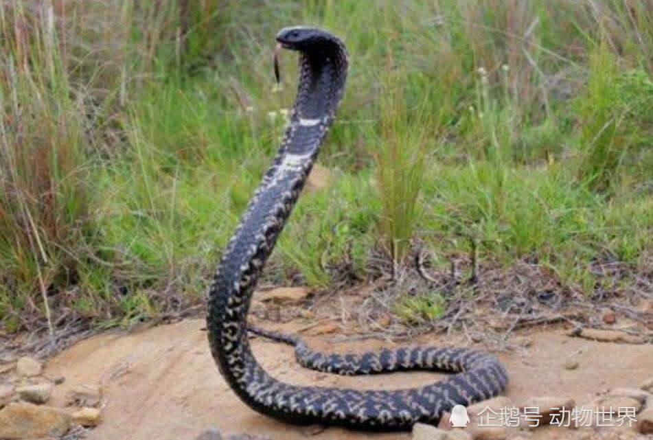南非有一种射毒眼镜蛇,可以喷射毒液远程打击_毒蛇