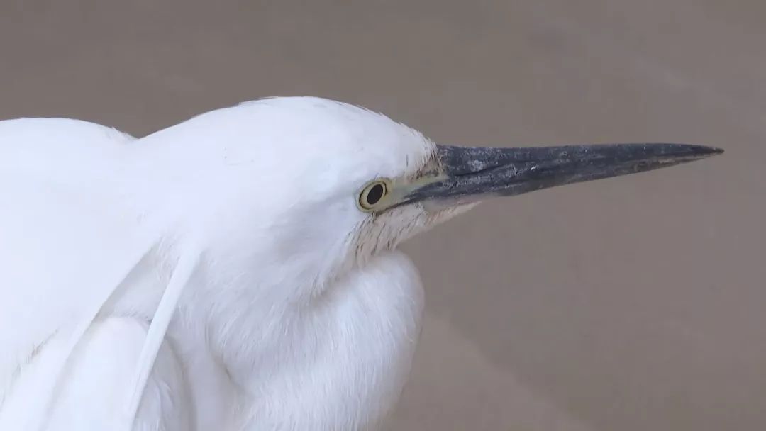 汉川民警驱车飞驰80公里救中毒白鹭
