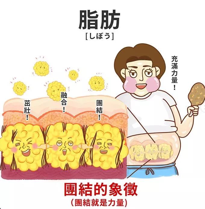 首先进入脂肪小常识时间.成年人体内脂肪细胞数量几乎是恒定的.