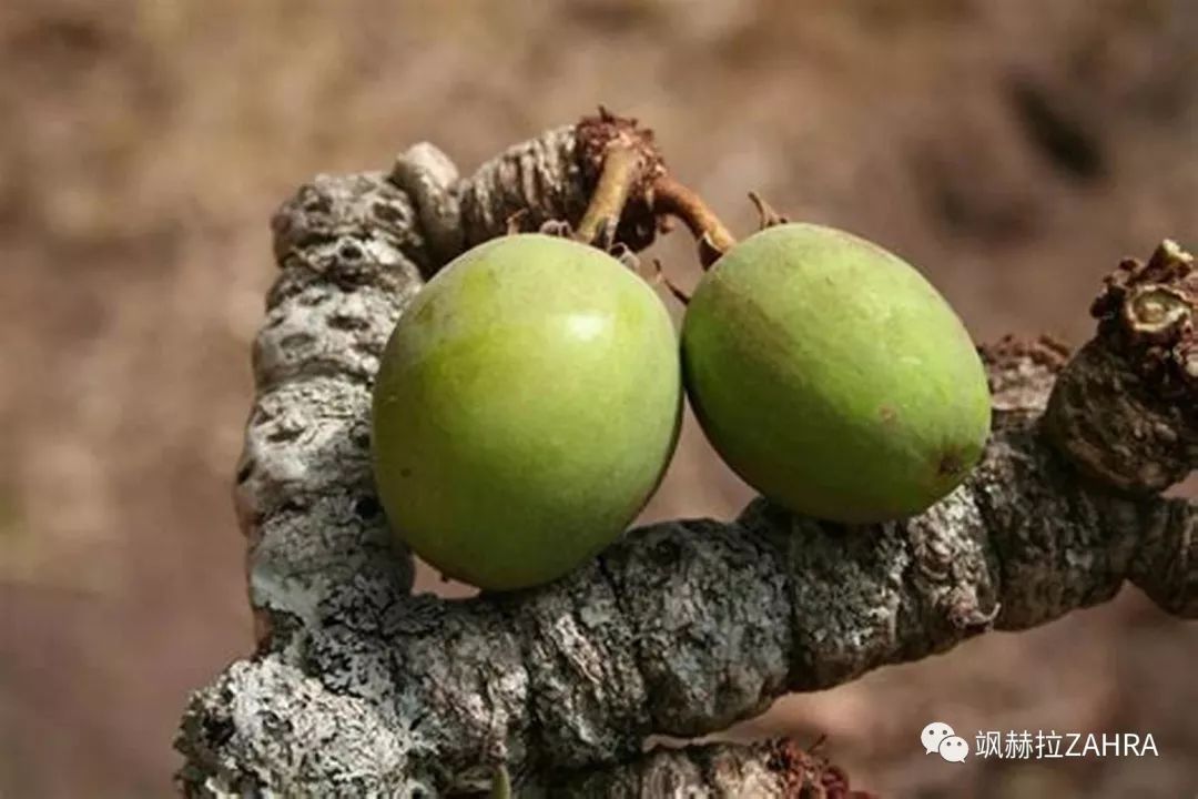 乳木果油为何被称为皮肤黄金