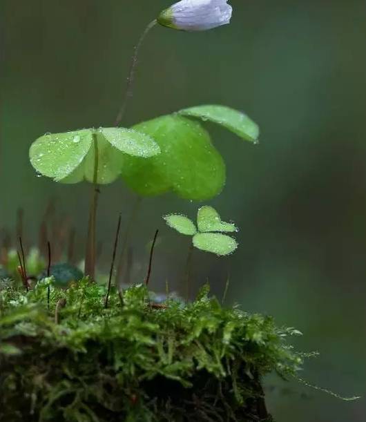 靡金费银,丧志迷心,奇技淫巧,何益之有?对曰:去腐存精,古董是谓.