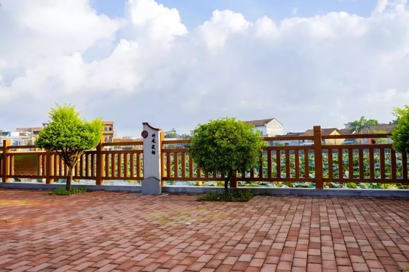 横沥这里的荷花将惊艳整个夏天美到手机内存都快不够了