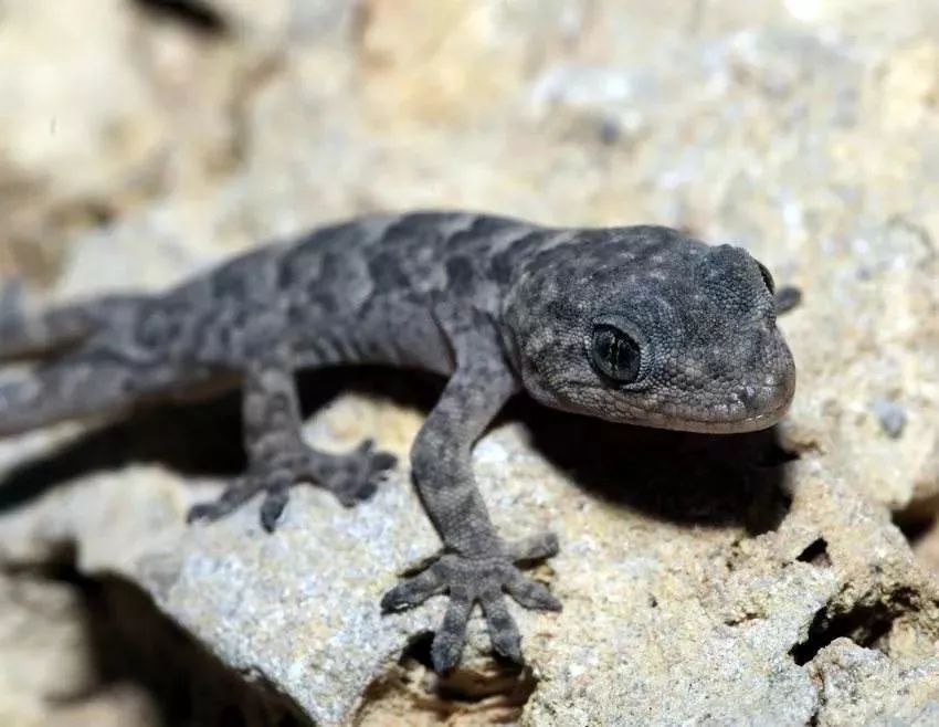 蝎虎子(正中间)棉田呼子,绵绵呼子(特意为大家选了一张可爱的照片