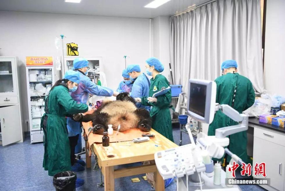 熊猫医院.受访者供图