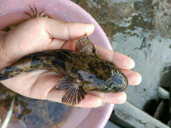 沙塘鳢在我们绍兴的方言中叫呆土步,因为看上去呆头