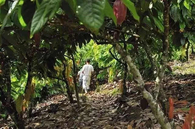 他们种了一辈子可可豆,一生都不知道可可豆用途,从未吃过巧克力_种植