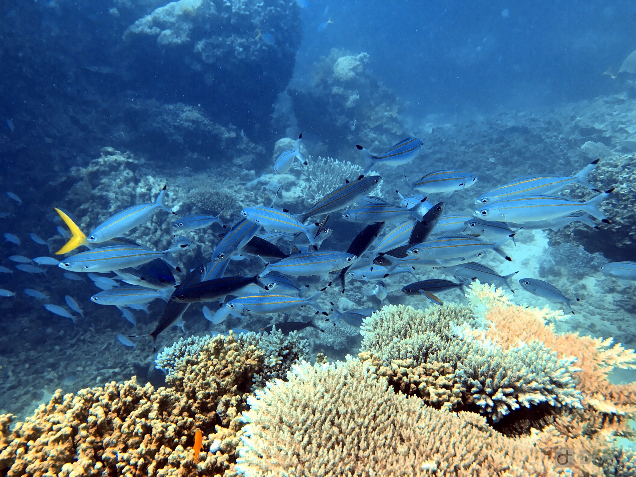 穿过赤道去南半球看世间最美的风景凯恩斯大堡礁