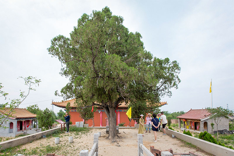 1/ 12 河南省安阳市,马投涧镇凤凰岗有棵千年神树,村民在树身钉了上千
