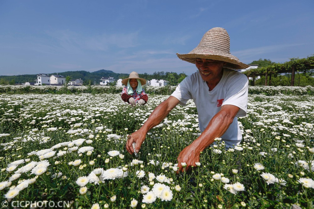 黄山贡菊种植图片