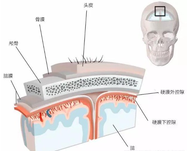解剖学上对头皮的定义包括:皮肤,致密结缔组织,颅顶腱膜,松弛细隙