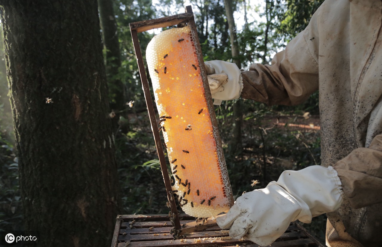 蜂蜜的一些基本知识以及几种常见的取蜜方式 - 知乎