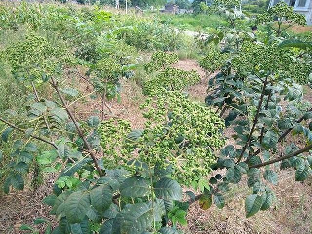 吴茱萸种植面积大幅增加行情的回暖,随之而来的便是产区种植面积的