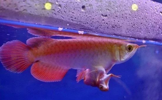 罕见的连体龙鱼,你见过吗?